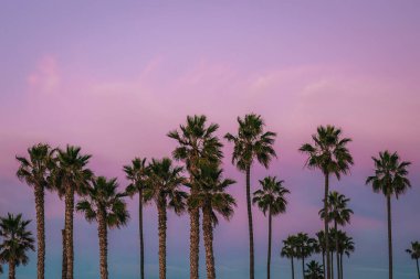 Pembe pastel günbatımında okyanus kenarındaki palmiye ağaçları.