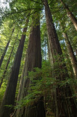 Humboldt Ormanı, Kaliforniya 'daki dev sekoya ağaçları. Dikey resim. 