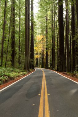 Redwood Forest Highway, Northern California, USA. Avenue of the Giants. 