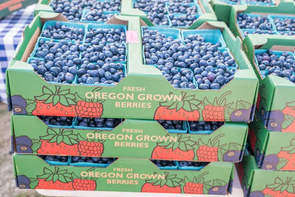 Stock image July 7, 2024, Florence, Oregon, USA. Organic Oregon Blueberries at a Farmers Market. 