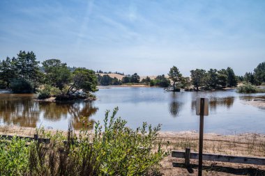Oregon Kumulları 'ndaki ağaç yansımalarıyla dolu göl Coos Bay Oregon, ABD. 