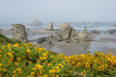 Bandon, Oregon, ABD 'deki Face Rock plajında deniz yığınları. Çiçek açmış Gorse.. 
