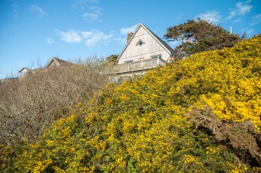 Bandon Sahili, Oregon Sahili 'nde Gorse çalıları ve sahil kulübeleri, mavi gökyüzünün altında manzaralı okyanus manzarası..