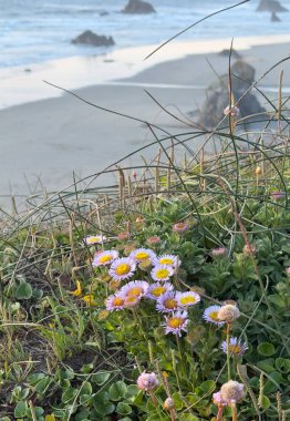 Oregon Sahili 'nde Bahar zamanı Bandon, Oregon' da renkli kır çiçekleri. 