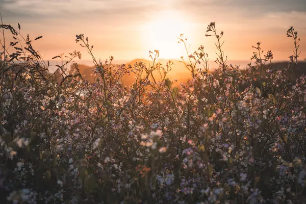 Oregon Sahili 'nde Bahar zamanı Bandon, Oregon' da renkli kır çiçekleri. 