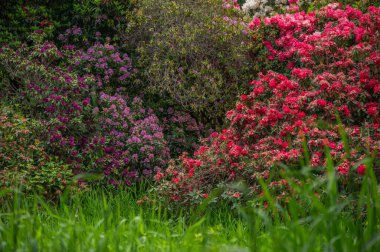 Reedsport Oregon, ABD 'deki canlı Rhododendron bahçesi. 