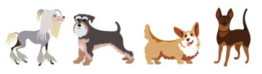 Set of miniature dog breeds: Chinese crested dog, schnauzer, Pembroke Welsh corgi and mini pinscher. Hand drawn vector illustration. Flat color design.