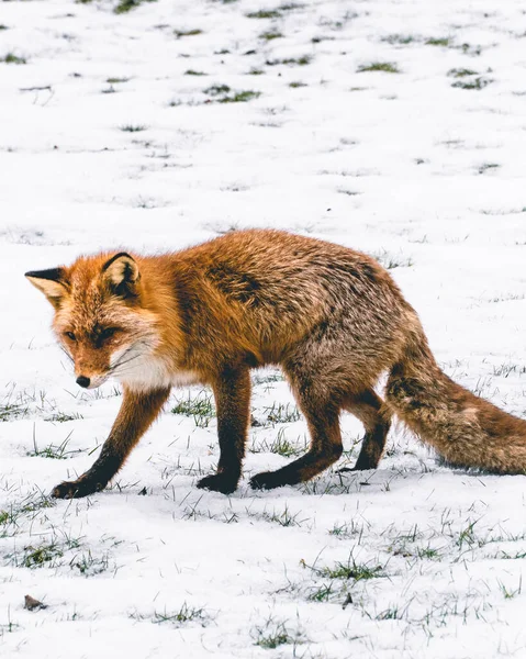 A vibrant red fox gracefully treads upon a pristine blanket of snow, leaving behind delicate imprints. Its fur contrasts against the wintry backdrop, embodying both beauty and resilience in the wild.