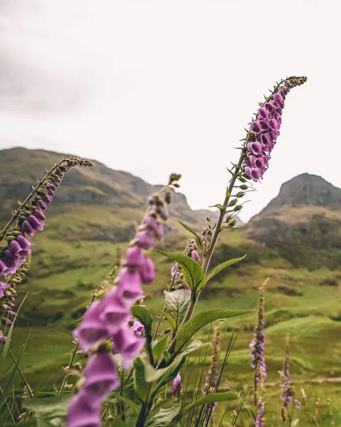 Una Delicada Flor Rosa Originaria Las Tierras Altas Escocesas Florece — Foto de Stock