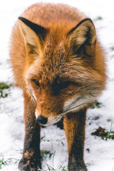 Έντονο Και Διαπεραστικό Κοντινό Αποκαλύπτει Σαγηνευτικό Βλέμμα Της Κόκκινης Αλεπούς — Φωτογραφία Αρχείου