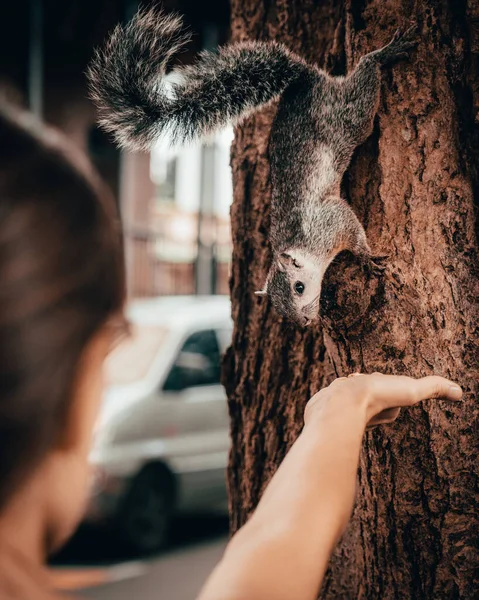 A curious squirrel in a tree explores the scent of a woman\'s hand. A delightful encounter between nature and human captured in a moment of connection