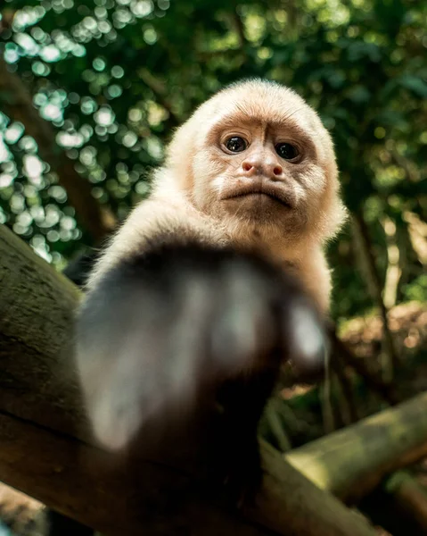 Costa Rican Capuchin monkey: Intelligent and agile, these charismatic primates roam the rainforest canopy. Their expressive faces and lively antics make for delightful encounters in the wild