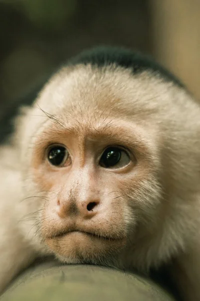 Costa Rican Capuchin Monkey Intelligent Agile Charismatic Primates Roam Rainforest — Stock Photo, Image