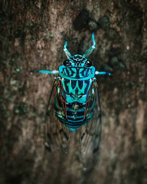 Escarabajo Azul Posado Sobre Árbol Diminuta Joya Naturaleza Adornada Con — Foto de Stock