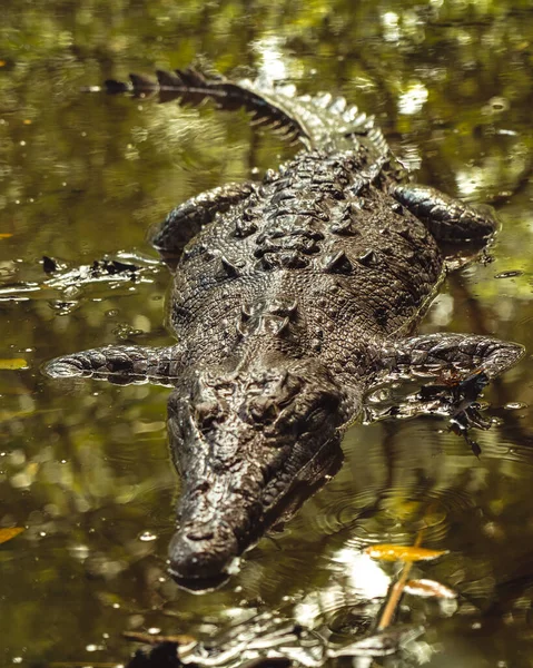 Lurking Crocodile Murky Swamp Nature Ancient Predator Blends Seamlessly Its — Stock Photo, Image