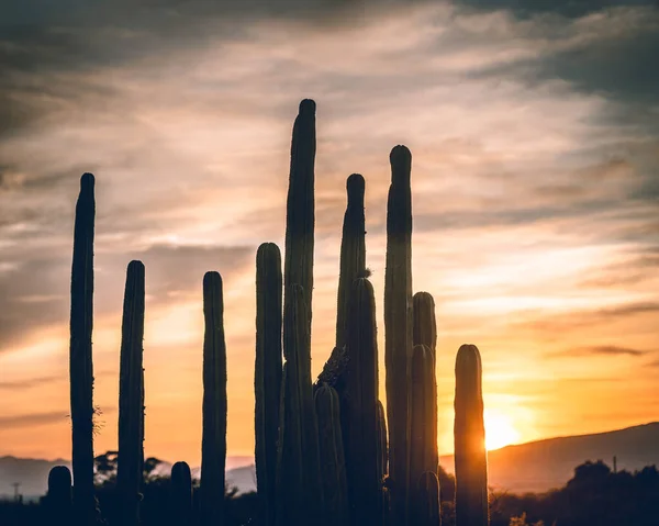 Coucher Soleil Éclatant Peint Ciel Comme Des Cactus Ornent Horizon — Photo