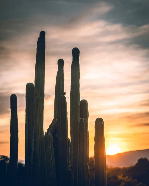 Puesta Sol Radiante Pinta Cielo Mientras Los Cactus Adornan Horizonte — Foto de Stock