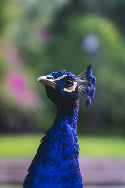 Ett Fängslande Porträtt Fångar Skönheten Blå Påfågel Dess Praktfulla Fjädrar — Stockfoto