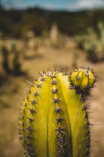 Ein Kaktus Steht Hoch Stachelige Silhouette Tritt Aus Einem Traumhaften — Stockfoto