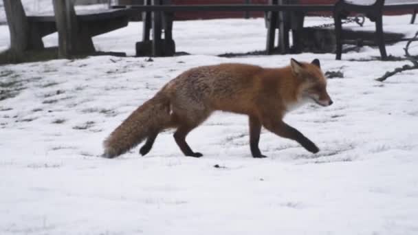 Fox Gracefully Navigates Pristine Snow Its Fur Blending Winter Landscape — Stock Video