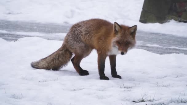 一只狐狸优雅地在纯净的雪地中穿梭 它的毛皮与冬季的风景融为一体 一闪而过的野性美的一瞥 捕捉到了大自然的弹性和适应性的本质 — 图库视频影像