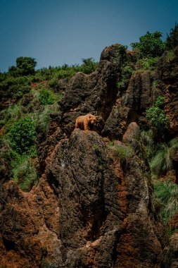 Uzak bir ayı, dağlık arazide dimdik durur. Görkemli şekli vahşi ve vahşi doğanın bir kanıtıdır..