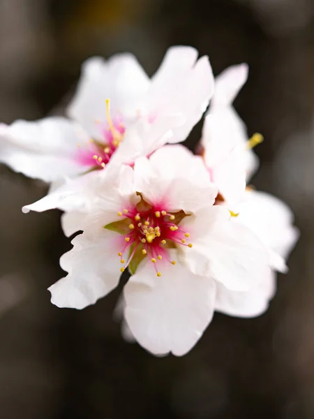 Uma Delicada Flor Branca Abre Suas Pétalas Revelando Sua Beleza — Fotografia de Stock