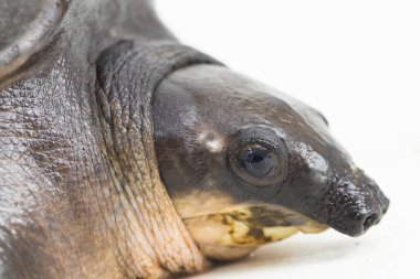 Domuz burunlu kaplumbağa ya da Fly River kaplumbağası Carettochelys heykelciği beyaz arka planda izole edilmiş..