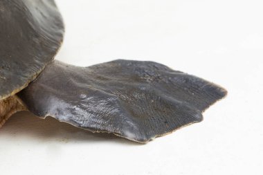 Domuz burunlu kaplumbağa ya da Fly River kaplumbağası Carettochelys heykelciği beyaz arka planda izole edilmiş..