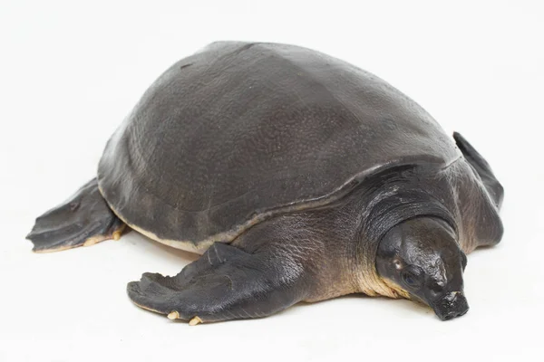 Schweinsnasenschildkröte Oder Flussschildkröte Carettochelys Insculpta Isoliert Auf Weißem Hintergrund — Stockfoto