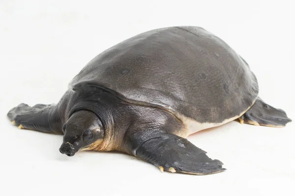 Żółw Świński Lub Żółw Rzeczny Carettochelys Insculpta Izolowany Białym Tle — Zdjęcie stockowe