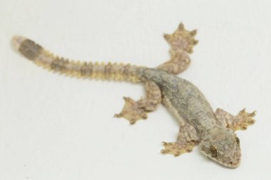 Uçan kertenkele Kuhl 'un uçan kertenkelesi Ptychozoon kuhli beyaz arka planda izole edilmiştir..