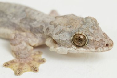 Uçan kertenkele Kuhl 'un uçan kertenkelesi Ptychozoon kuhli beyaz arka planda izole edilmiştir..