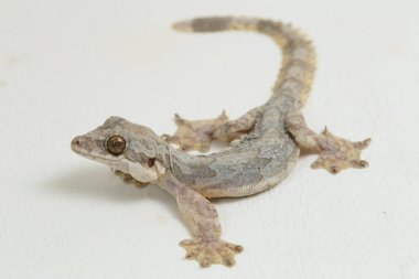 Uçan kertenkele Kuhl 'un uçan kertenkelesi Ptychozoon kuhli beyaz arka planda izole edilmiştir..