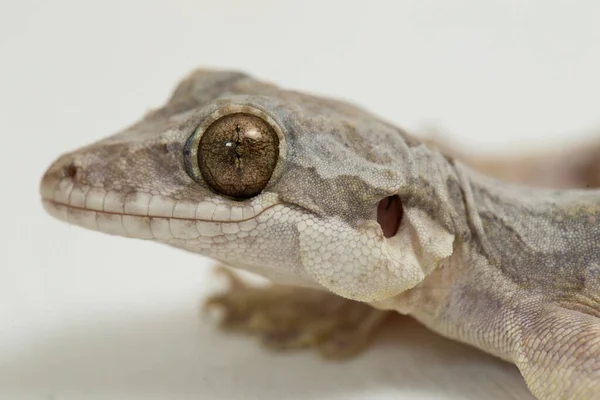 Latający Gecko Kuhl Latający Gecko Ptychozoon Kuhli Izolowany Białym Tle — Zdjęcie stockowe