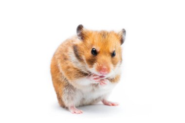 Suriyeli hamster Mesocricetus auratus beyaz arka planda izole edildi