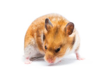 Suriyeli hamster Mesocricetus auratus beyaz arka planda izole edildi