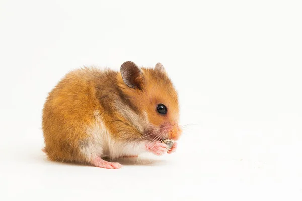 Hamster Syrien Mesocricetus Auratus Isolé Sur Fond Blanc — Photo