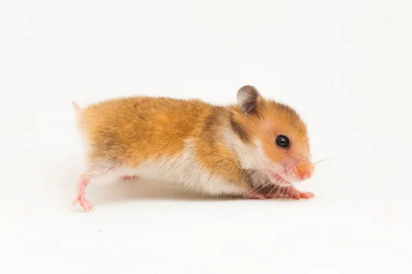 Syrisk Hamster Mesocricetus Auratus Isolert Hvit Bakgrunn – stockfoto