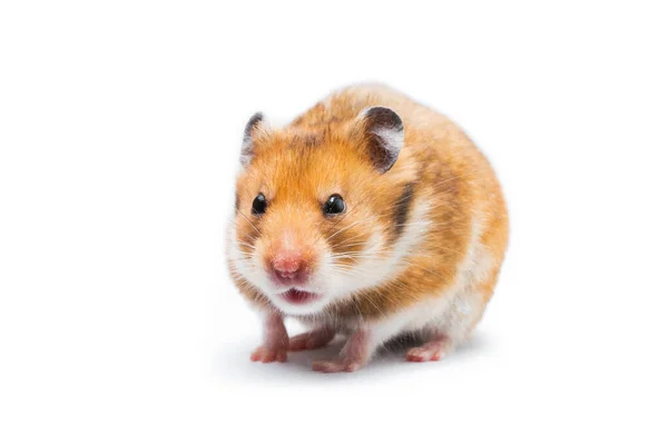 Hamster Syrien Mesocricetus Auratus Isolé Sur Fond Blanc — Photo