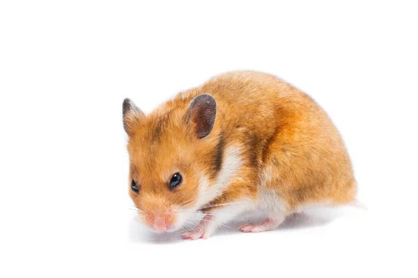 Suriyeli Hamster Mesocricetus Auratus Beyaz Arka Planda Izole Edildi — Stok fotoğraf