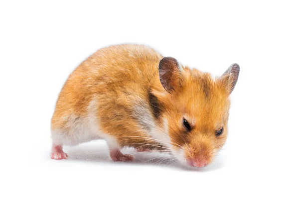 Syrische Hamster Mesocricetus Auratus Geïsoleerd Een Witte Achtergrond — Stockfoto