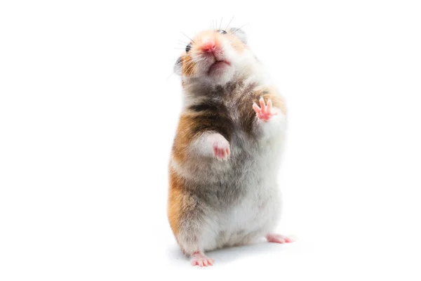 Syrian Hamster Mesocricetus Auratus Isolated White Background Royalty Free Stock Images