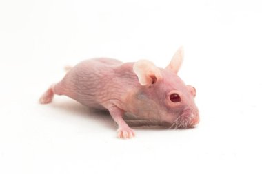 Beyaz arka planda izole edilmiş sevimli cüce tüysüz hamster.
