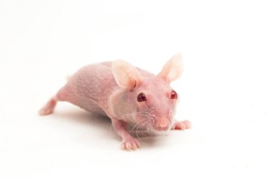 Beyaz arka planda izole edilmiş sevimli cüce tüysüz hamster.