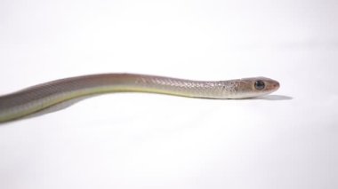 Ptyas Korros, genellikle Çin fare yılanı ya da Hint-Çin fare yılanı olarak bilinir.