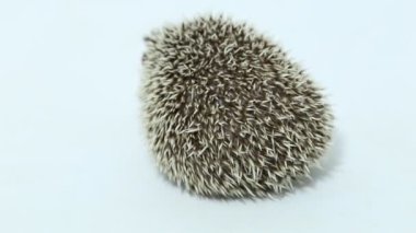 Afrikalı pigme kirpi yürür