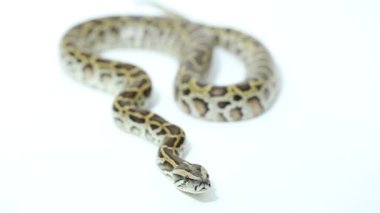 Birmanya Python molurus bivittatus yılanı beyaz arka planda izole edilmiş.