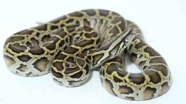 Birmanya Python molurus bivittatus yılanı beyaz arka planda izole edilmiş.