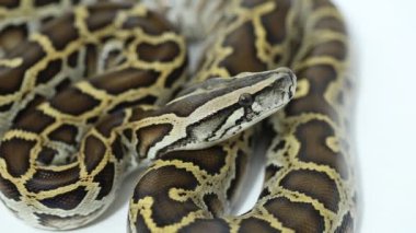 Birmanya Python molurus bivittatus yılanı beyaz arka planda izole edilmiş.